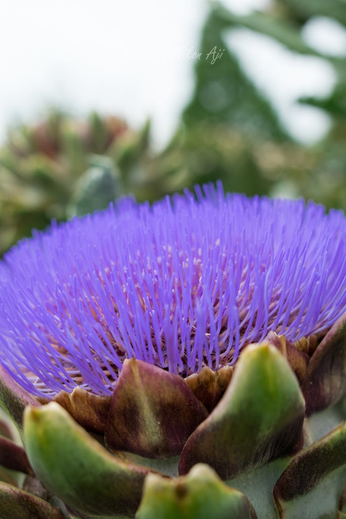 Artichoke