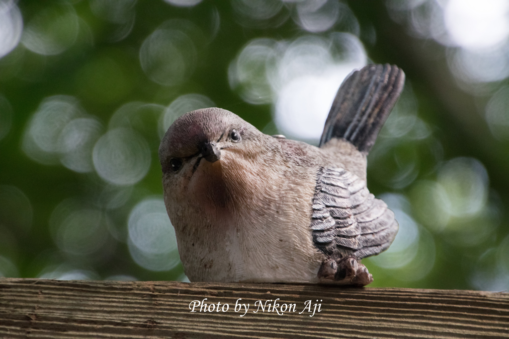 新種の鳥か？？