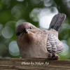 新種の鳥か？？