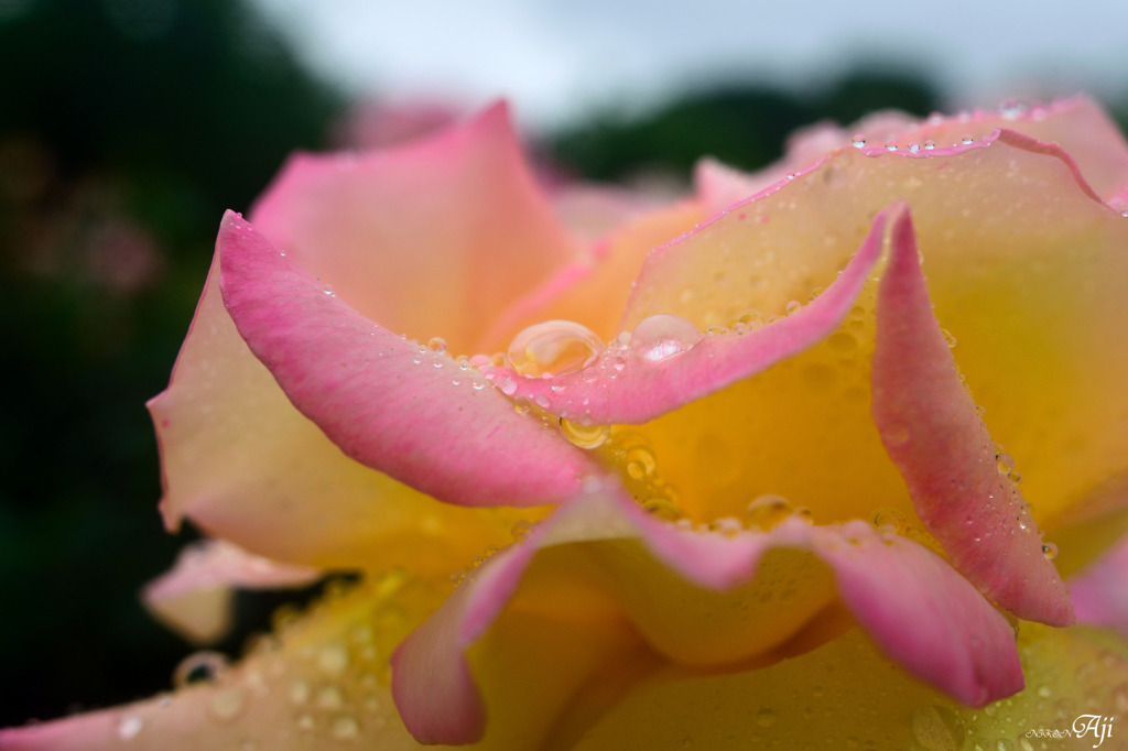 雨の日の薔薇