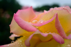 雨の日の薔薇
