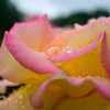 雨の日の薔薇