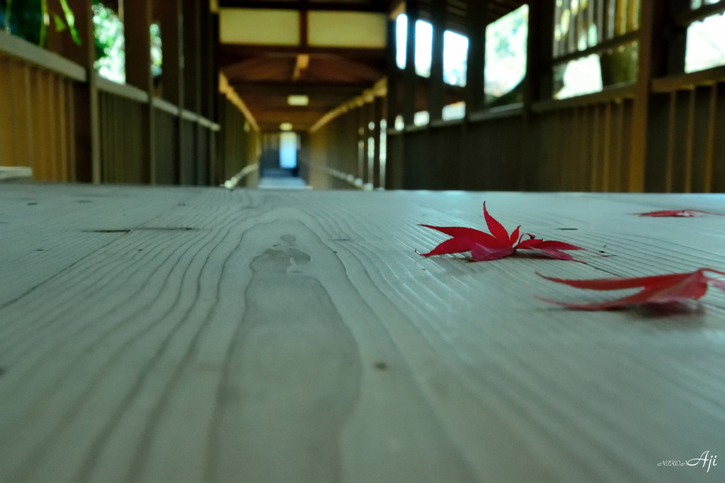 晩秋　本土寺の最後の紅葉