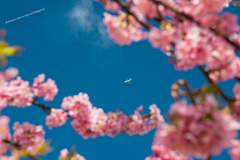 河津桜と青空と飛行機と