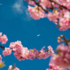 河津桜と青空と飛行機と