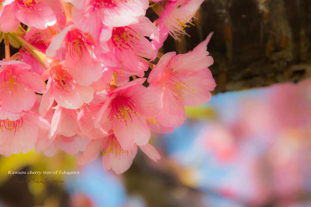 河津桜を可愛く撮る