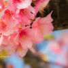 河津桜を可愛く撮る
