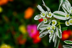曇りのちゲリラ豪雨、時々ﾋﾟｰｶﾝ
