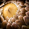 Artichoke