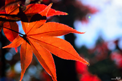 晩秋　紫陽花寺の紅葉『でっかいモミジ』