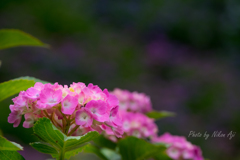 Hydrangea