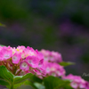 Hydrangea