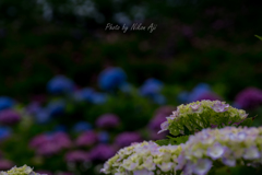Hydrangea
