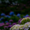 Hydrangea