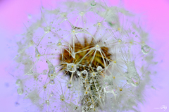 飛べない。。。