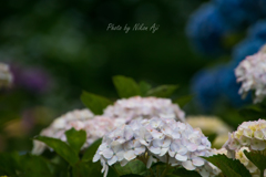 Hydrangea