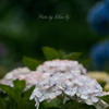 Hydrangea