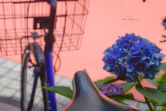 紫陽花色の自転車