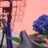 紫陽花色の自転車