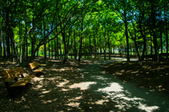 新緑　ベンチの有る風景