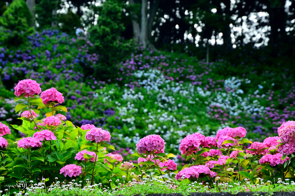 紫陽花屋敷