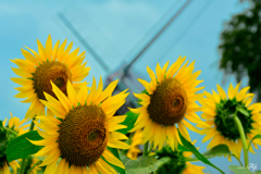 あっち向いてホイ！