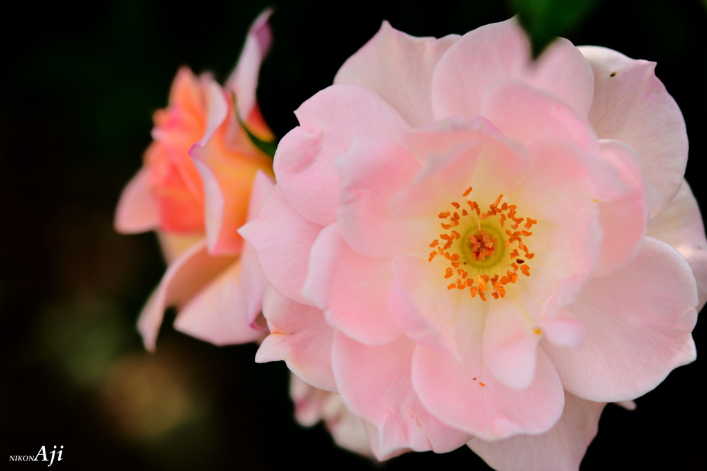 薔薇