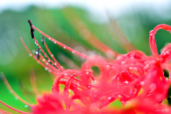 土砂降りの日に彼岸花