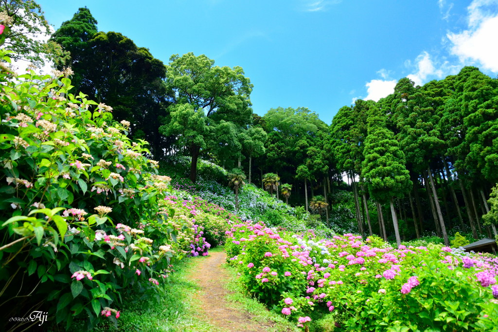 紫陽花屋敷