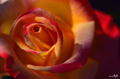 秋薔薇