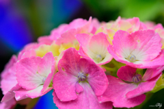 紫陽花