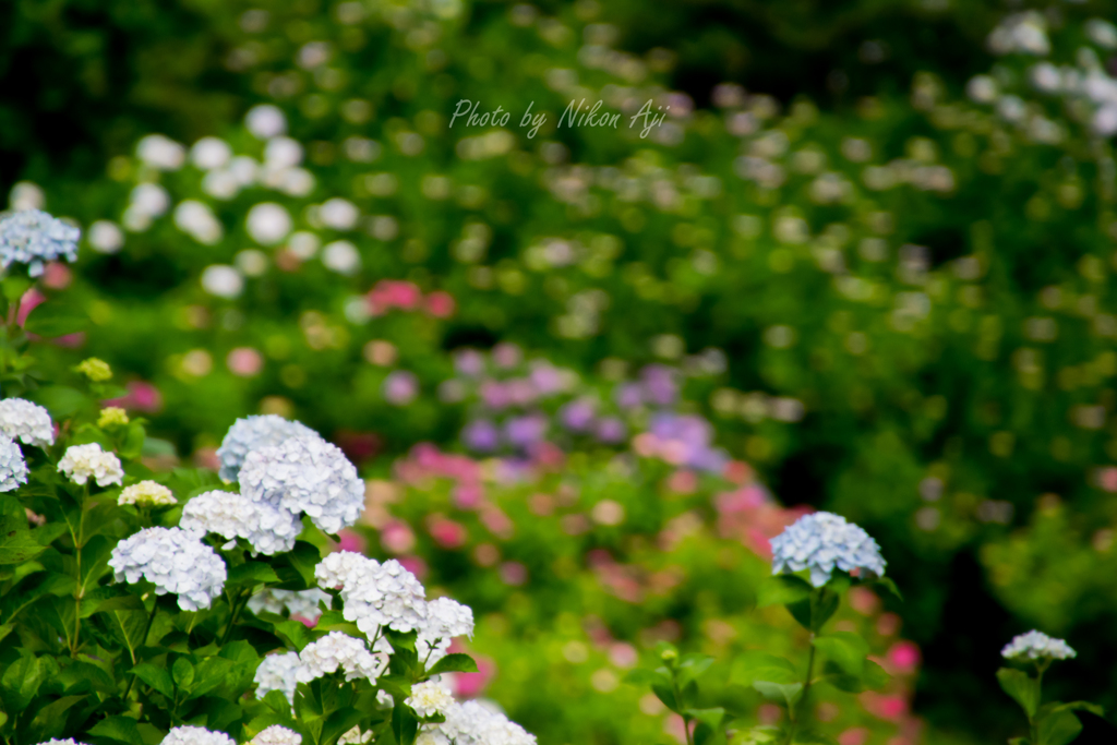 Hydrangea