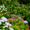 Hydrangea