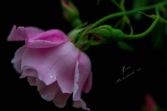 Rain rose