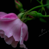 Rain rose