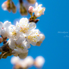 桜桃の木『ミザクラ』