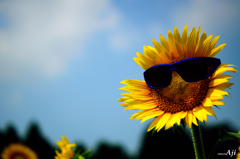 リアルダンシング向日葵