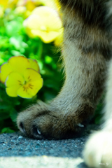 力強く　可愛く　生きる