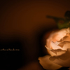 美しい薔薇には・・・スナイパー