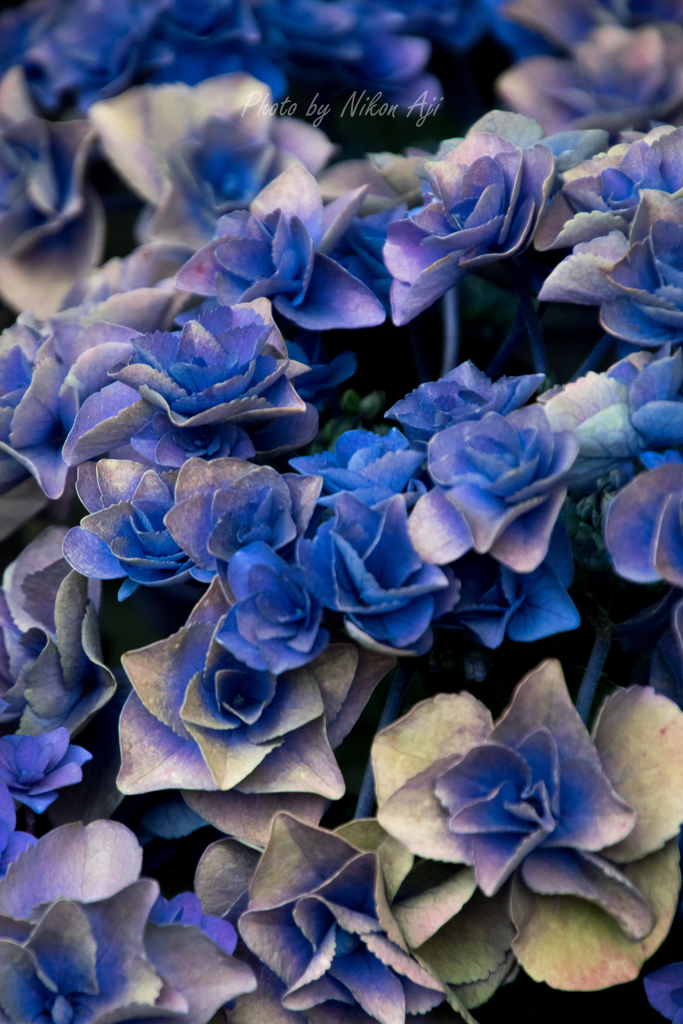 Hydrangea