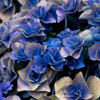 Hydrangea