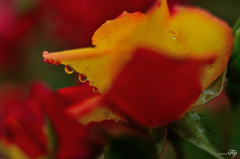 雨の日の薔薇