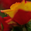 雨の日の薔薇