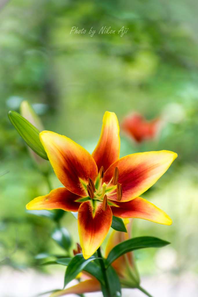 Lily