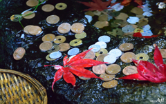 晩秋　紫陽花寺の紅葉　『銭洗い』