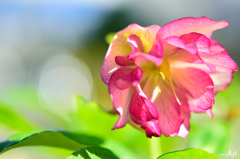 クリスマスローズ