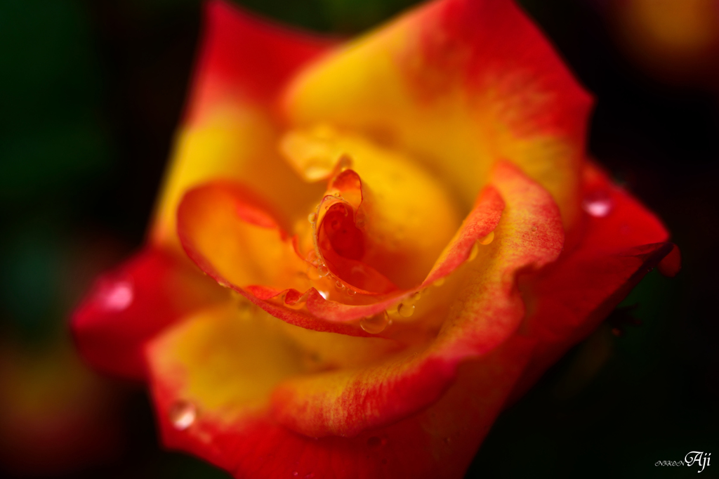 雨の日の薔薇