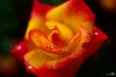 雨の日の薔薇