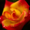 雨の日の薔薇