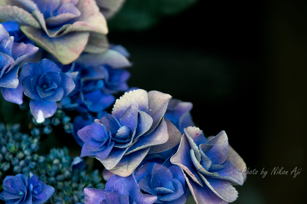 Hydrangea